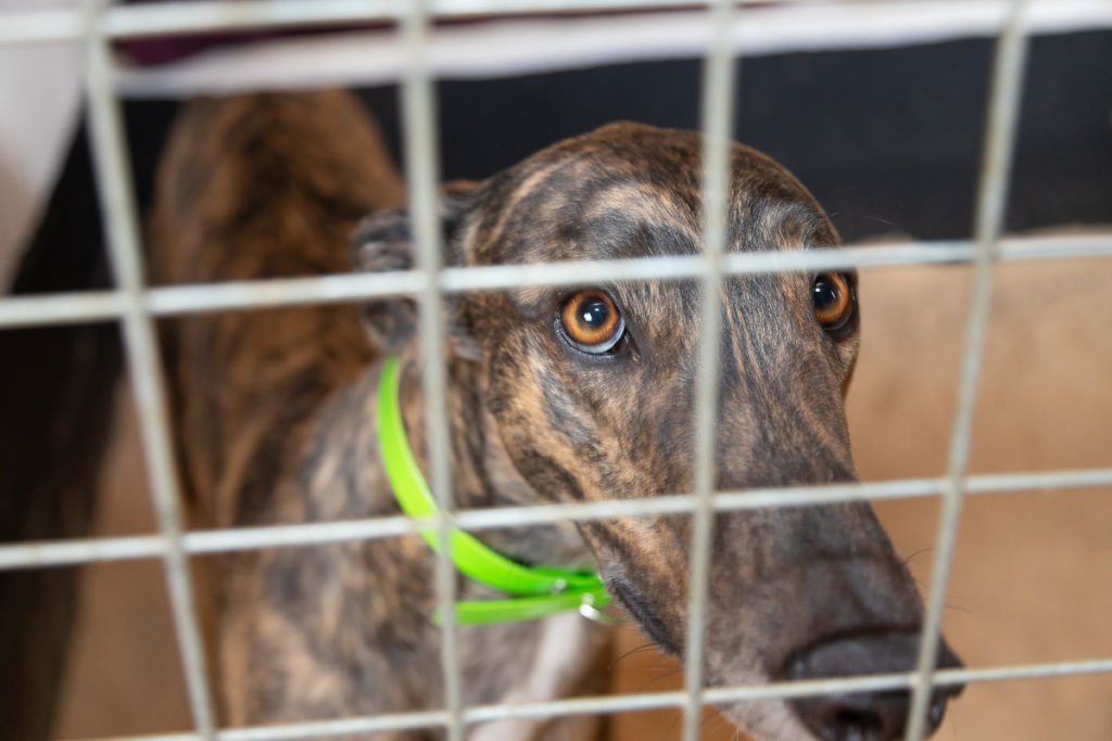 Greyhound at Kevin Hutton Racing