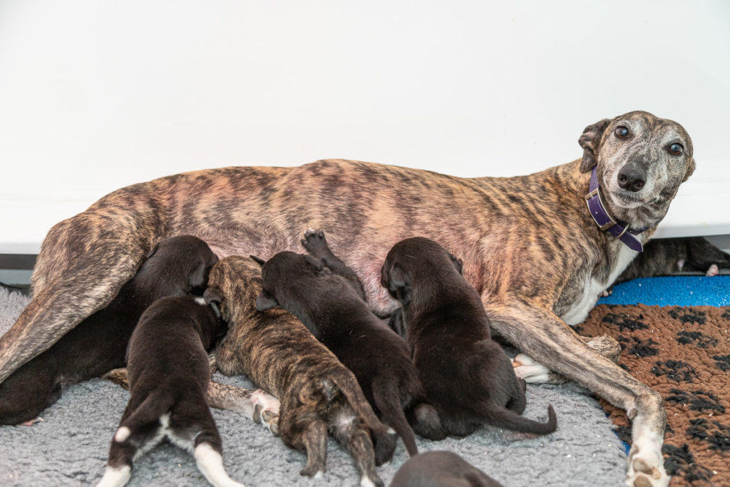 Greyhound pups at Kevin Hutton Racing