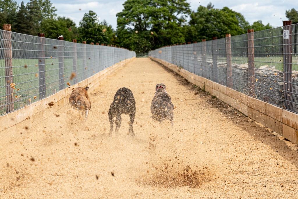 Greyhounds at purpose built run at Kevin Hutton Racing