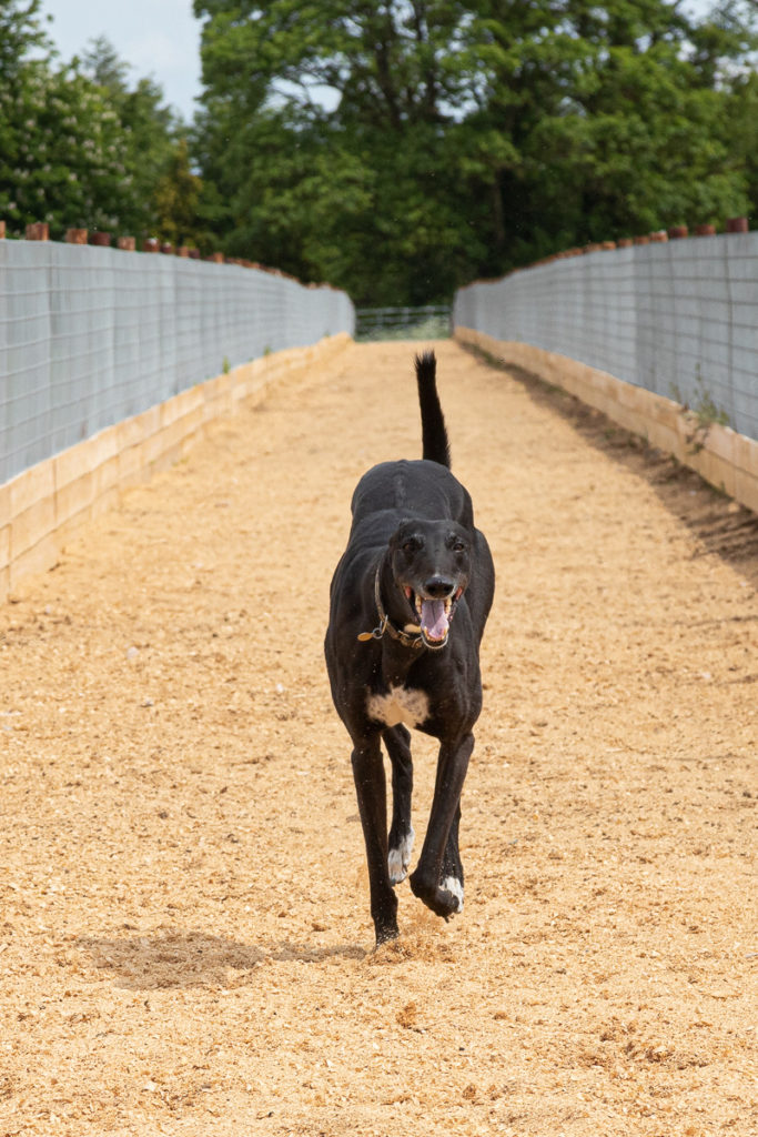 Greyhound on run at Kevin Hutton Racing